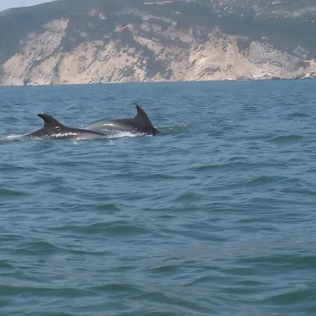 Апартаменты Dreams *